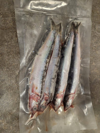 Frozen Cornish Caught Anchovies – Fresh Hookbait for Lure Rigs