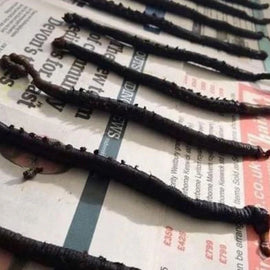 Welsh Frozen Black Lug Wraps – Premium Winter Cod Bait